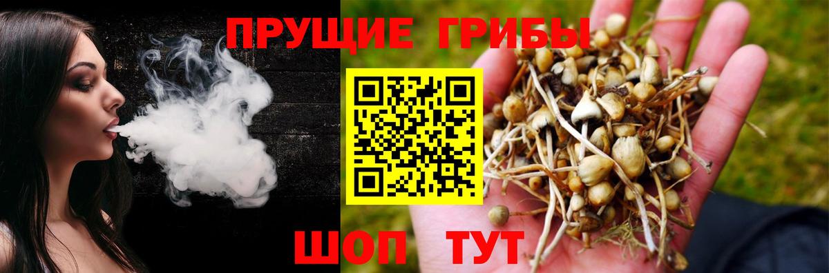 где купить наркоту  Галлюциногенные грибы мицелий  Вход с VPN  Новошахтинск  Галлюциногенные грибы Psilocybe 